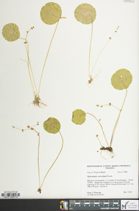 Hydrocotyle verticillata image