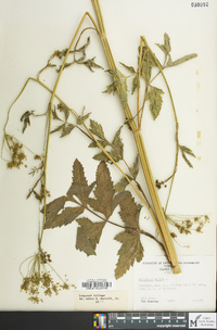 Pastinaca sativa image