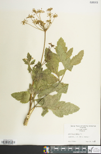 Pastinaca sativa image