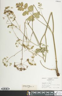 Pimpinella saxifraga image