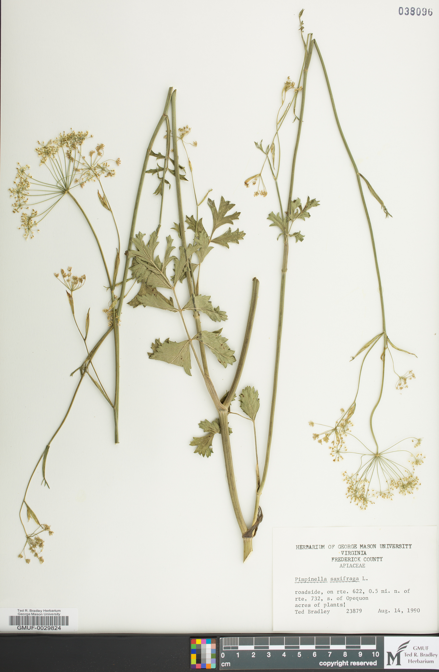 Pimpinella saxifraga image