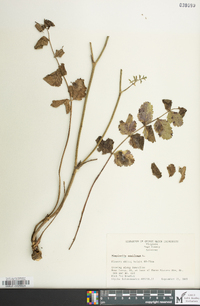 Pimpinella saxifraga image