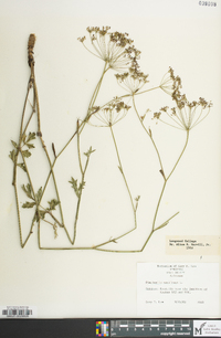 Pimpinella saxifraga image