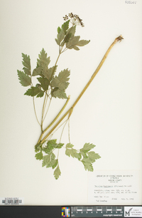 Thaspium barbinode image