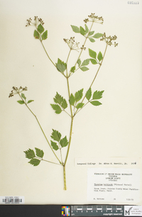 Thaspium barbinode image