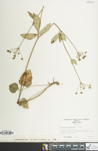 Thaspium trifoliatum image