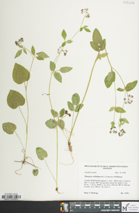 Thaspium trifoliatum image