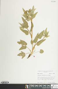 Thaspium trifoliatum image