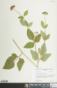 Thaspium trifoliatum image