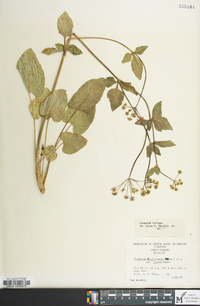 Thaspium trifoliatum image