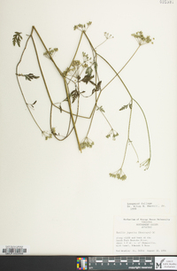 Torilis japonica image