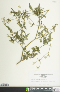 Torilis japonica image