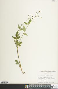 Zizia trifoliata image