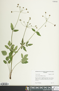 Zizia trifoliata image