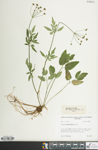 Zizia trifoliata image