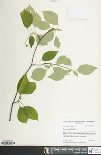 Cornus alternifolia image