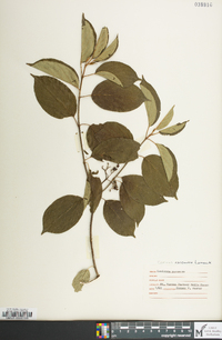 Cornus drummondii image