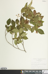 Cornus racemosa image