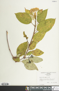 Cornus pubescens image