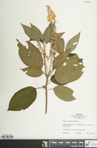 Clethra acuminata image