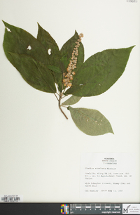 Clethra acuminata image