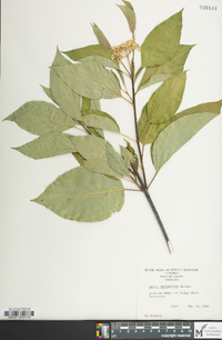 Cornus sericea subsp. sericea image