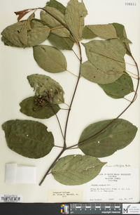 Cornus sericea subsp. sericea image