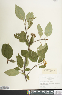 Cornus sericea subsp. sericea image