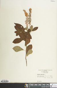 Clethra alnifolia image