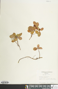 Gaultheria procumbens image