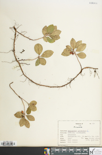 Gaultheria procumbens image