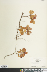 Gaultheria procumbens image