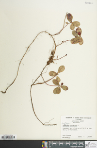 Gaultheria procumbens image