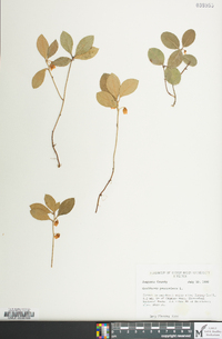 Gaultheria procumbens image