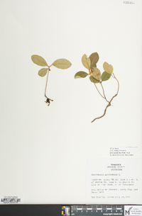 Gaultheria procumbens image