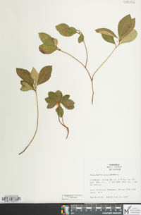 Gaultheria procumbens image