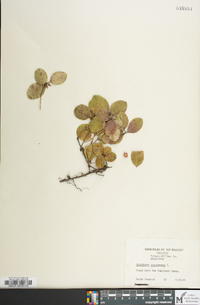 Gaultheria procumbens image