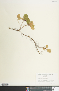 Gaultheria procumbens image