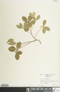 Gaultheria procumbens image