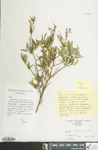 Gaylussacia dumosa image