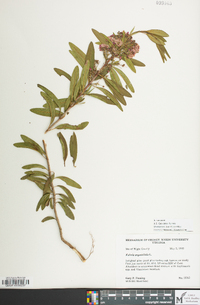 Kalmia angustifolia image