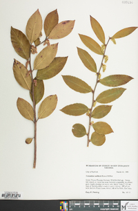 Leucothoe axillaris image