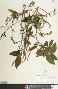 Eubotrys racemosa image