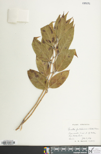 Leucothoe fontanesiana image