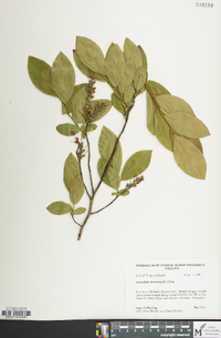 Eubotrys racemosa image