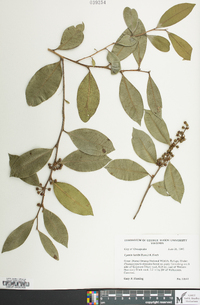 Lyonia lucida image