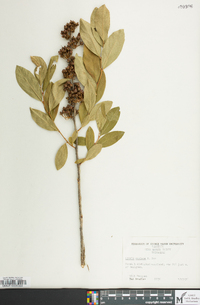 Lyonia mariana image