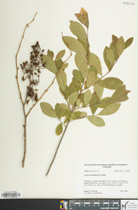 Lyonia mariana image