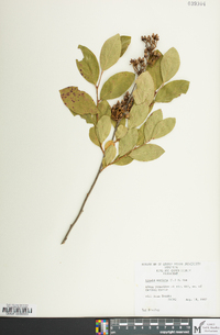 Lyonia mariana image