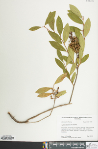 Lyonia mariana image